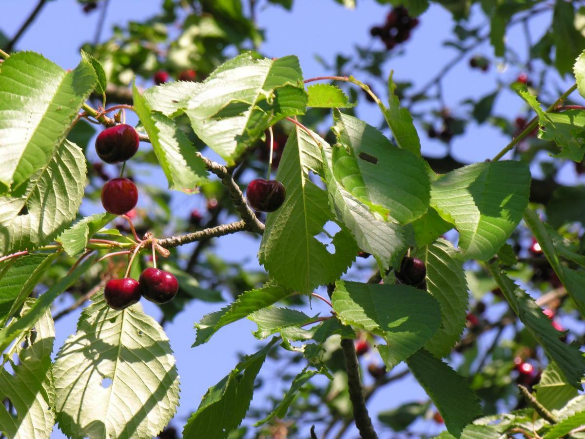 Agroturystyka Pod Sniezna Bystrzyca Klodzka Luaran gambar